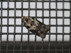 Acleris variana