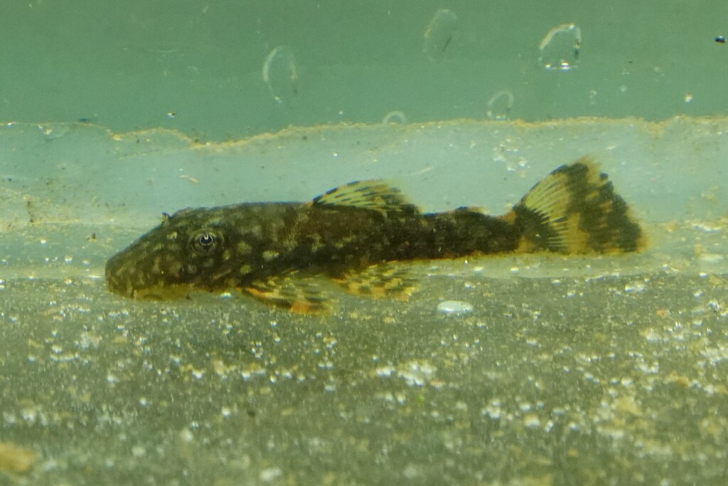 Bigmouth pleco (Guyanancistrus brevispinis) — Loricariidae
