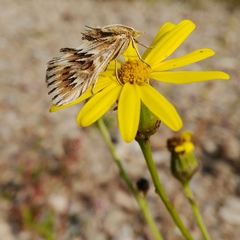 Cynaeda dentalis