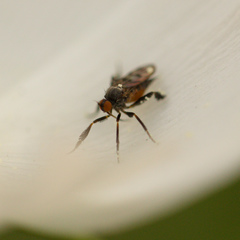 Empis clausa