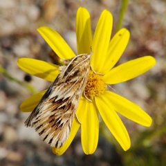 Cynaeda dentalis
