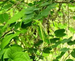 Bauhinia pauletia