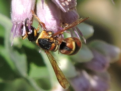 Euodynerus hidalgo hidalgo