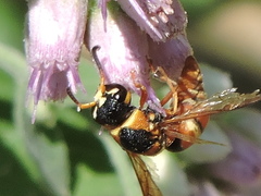 Euodynerus hidalgo hidalgo
