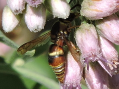 Euodynerus hidalgo hidalgo