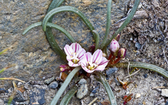 Allium obtusum obtusum