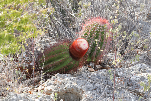 Image of Pedernales Turk's Cap Cactus (Melocactus pedernalensis) by (c) Kristof Zyskowski, some rights reserved (CC BY)