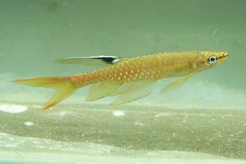 Carsevenne splash tetra (Copella carsevennensis) — Lebiasinidae — 4