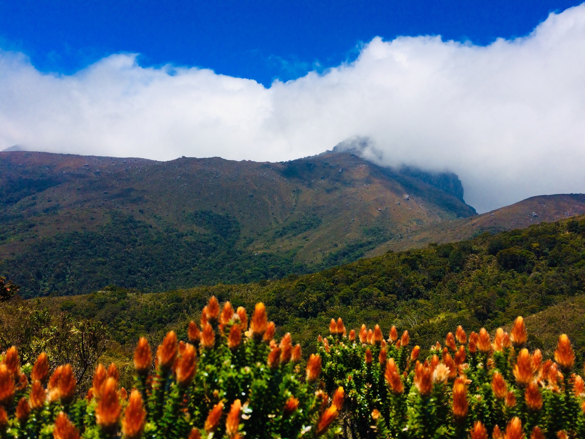 Chuquiraga jussieui image