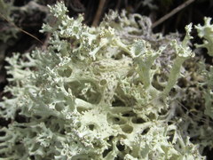 Cladonia boryi