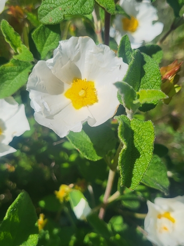 Avistamiento Cistus salviifolius