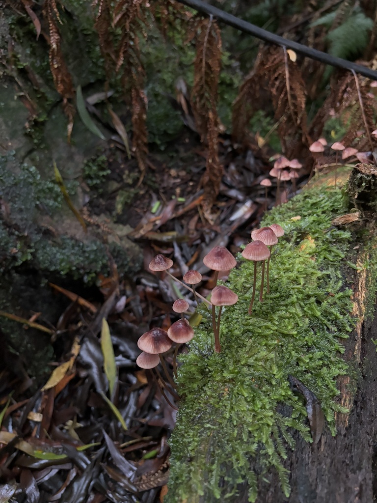 Mycena kuurkacea · April 2025 · photo: © mycotopia21 (iNaturalist, cc-by)