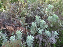 (c) Shaun Swanepoel, some rights reserved (CC BY) Leucospermum formosum, photograph (c) Shaun Swanepoel, some rights reserved (CC BY)