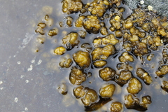 Leathesia marina