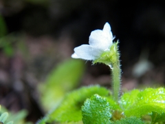 Phinaea multiflora