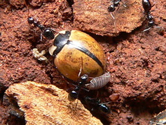 Cheilomenes propinqua