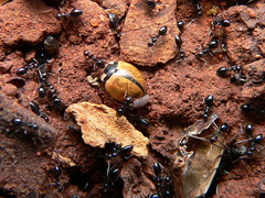 Cheilomenes propinqua