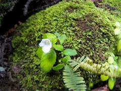 Phinaea multiflora