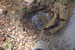 Ursus americanus eremicus