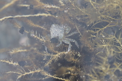 Hemigrapsus