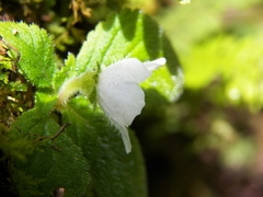 Phinaea multiflora