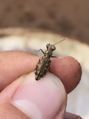 Ellipsoptera cuprascens