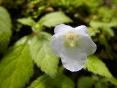 Phinaea multiflora