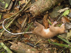 Brown Four-Eyed Opossum photo 3