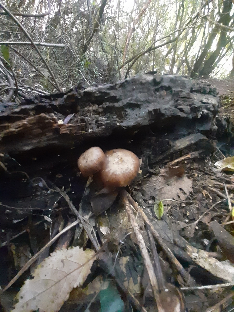 Armillaria novae-zelandiae