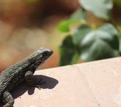 Sceloporus occidentalis longipes