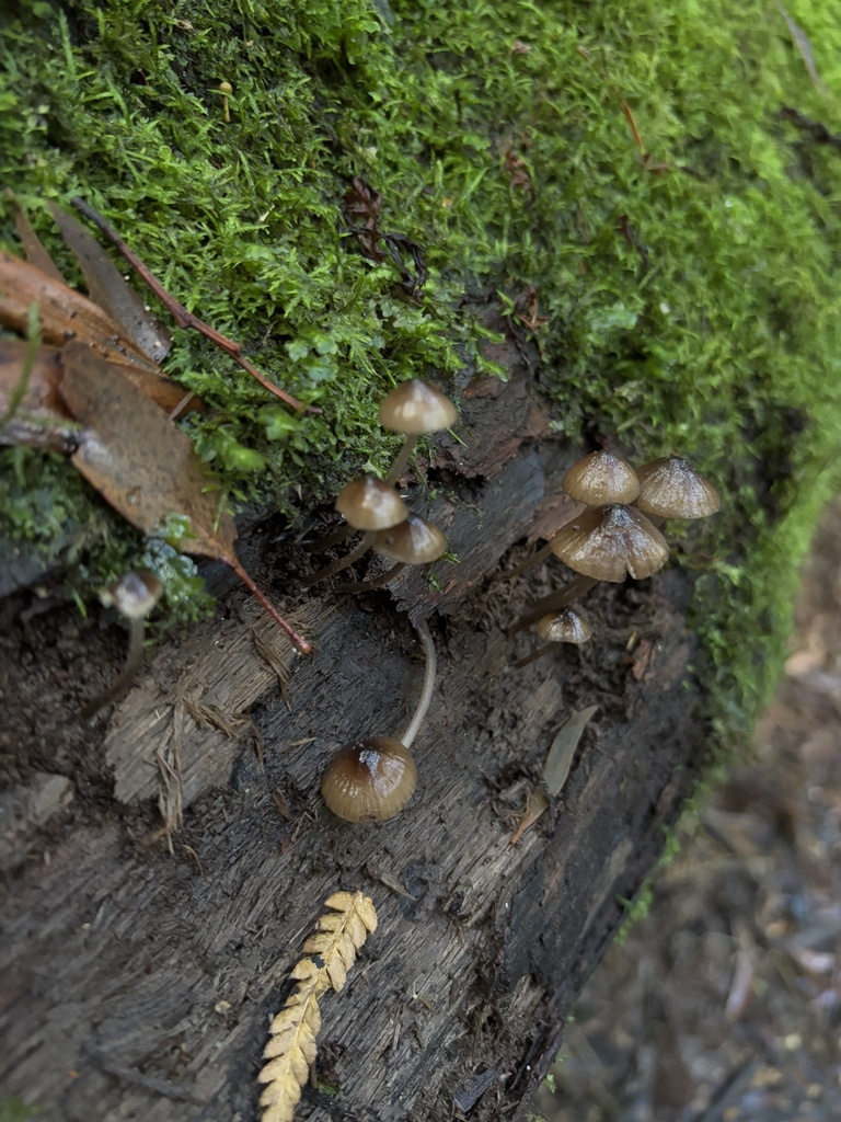 Mycena mulawaestris · April 2025 · photo: © mycotopia21 (iNaturalist, cc-by)