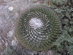 Mammillaria uncinata