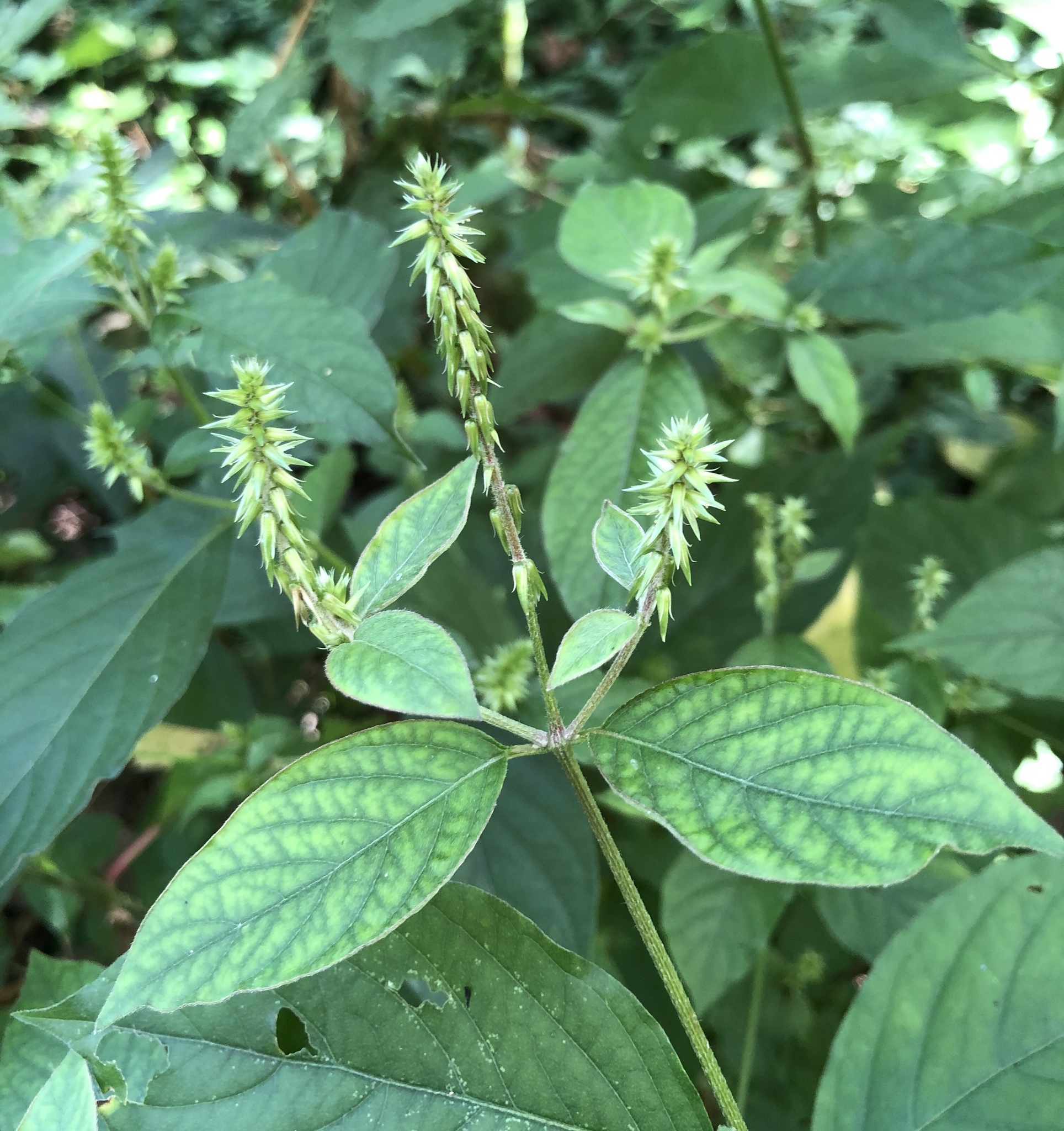 Achyranthes japonica