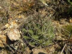 Coryphantha georgii