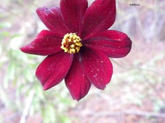 Cosmos atrosanguineus