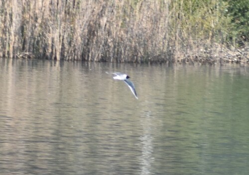 Mouette pygmée