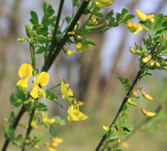 Hippocrepis emerus emerus