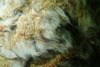 Vacuolate Sulfur Bacteria - Photo (c) Tom Turner, some rights reserved (CC BY-NC), uploaded by Tom Turner