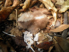 Pauraque photo 5