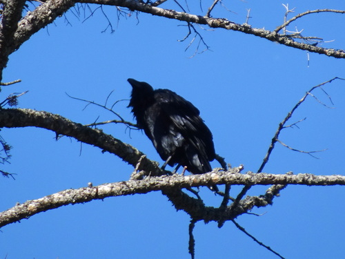 Common Raven photographed in Montana