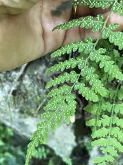 Cystopteris tennesseensis