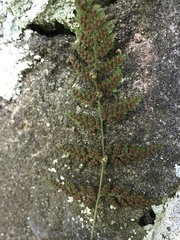 Cystopteris tennesseensis