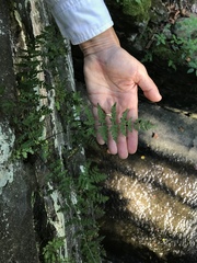 Cystopteris tennesseensis