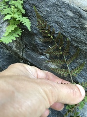 Cystopteris tennesseensis