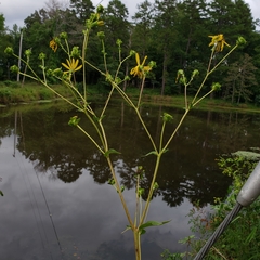 Silphium asteriscus latifolium