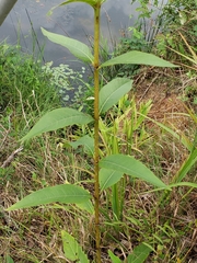 Silphium asteriscus latifolium
