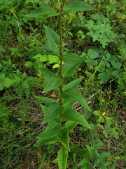 Silphium asteriscus latifolium