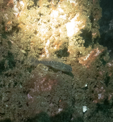 Bathygobius soporator