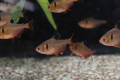 Hyphessobrycon eques