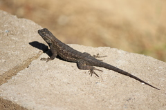 Sceloporus occidentalis longipes